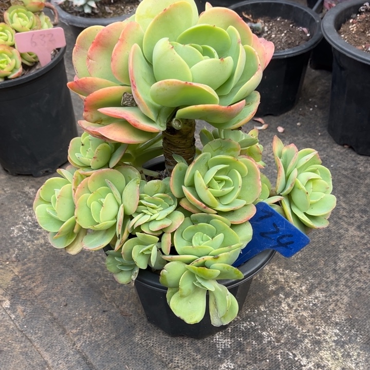 ࿐***࿐鸡蛋碧桃多肉植物2 4
