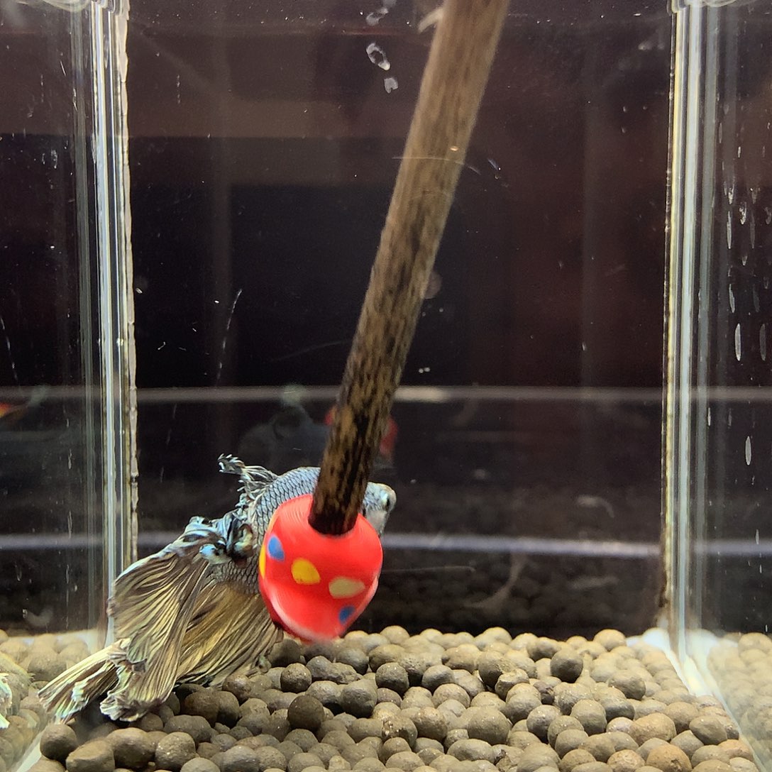 海水鱼七弟泰国斗鱼360