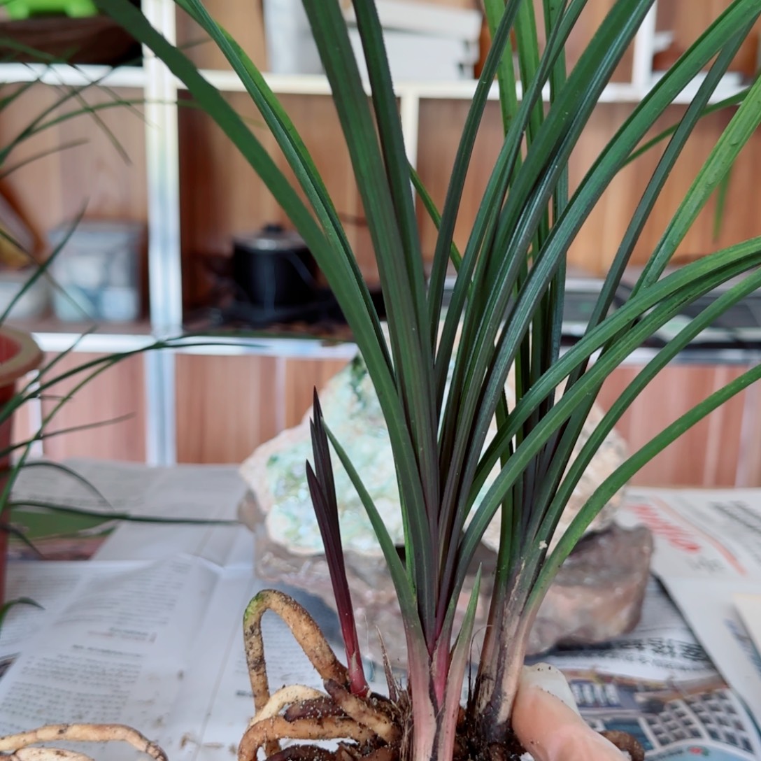 永***心完全开放惠兰红香妃