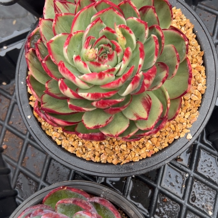 九***字多肉植物九月寄养2222