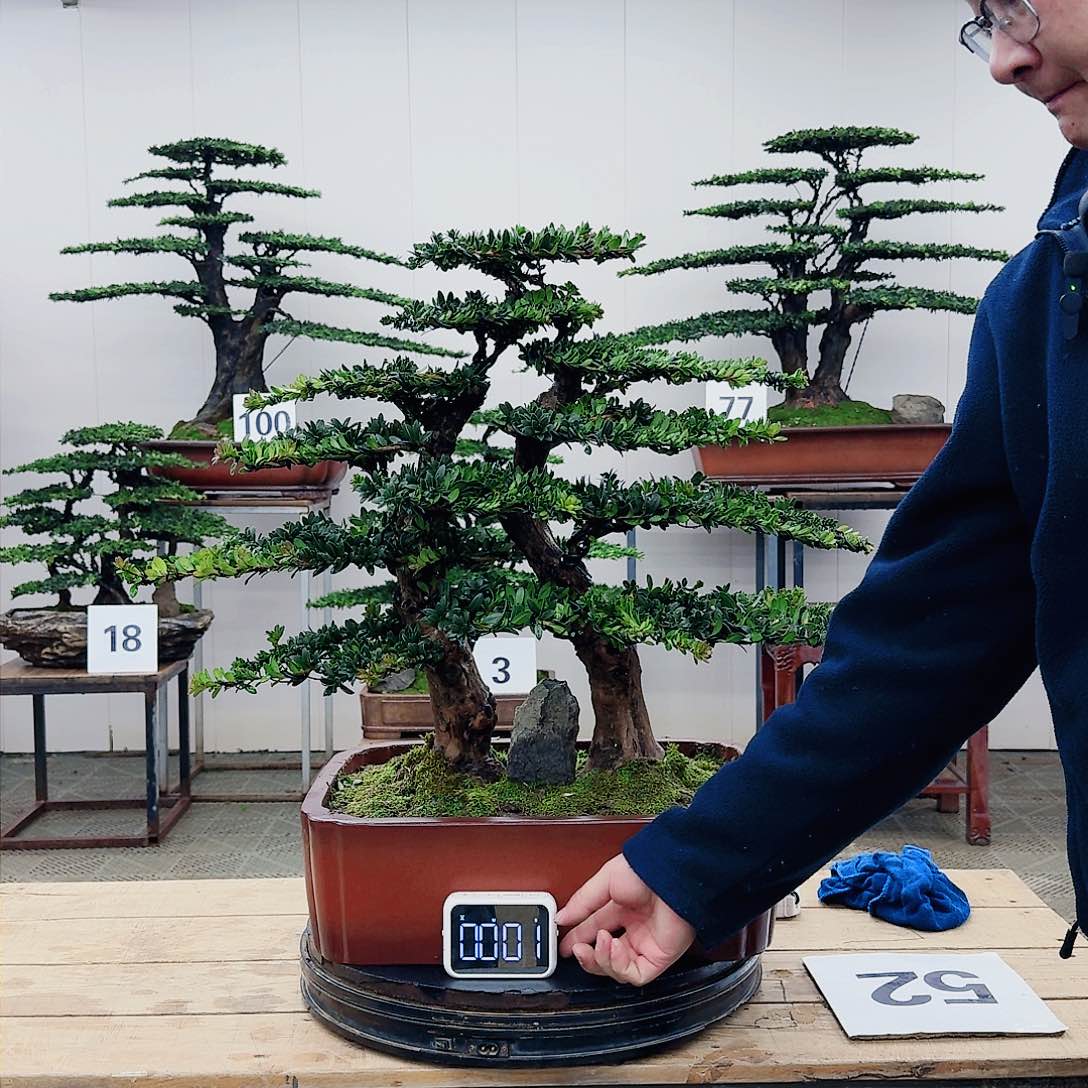 盆景罗汉松造型盆景