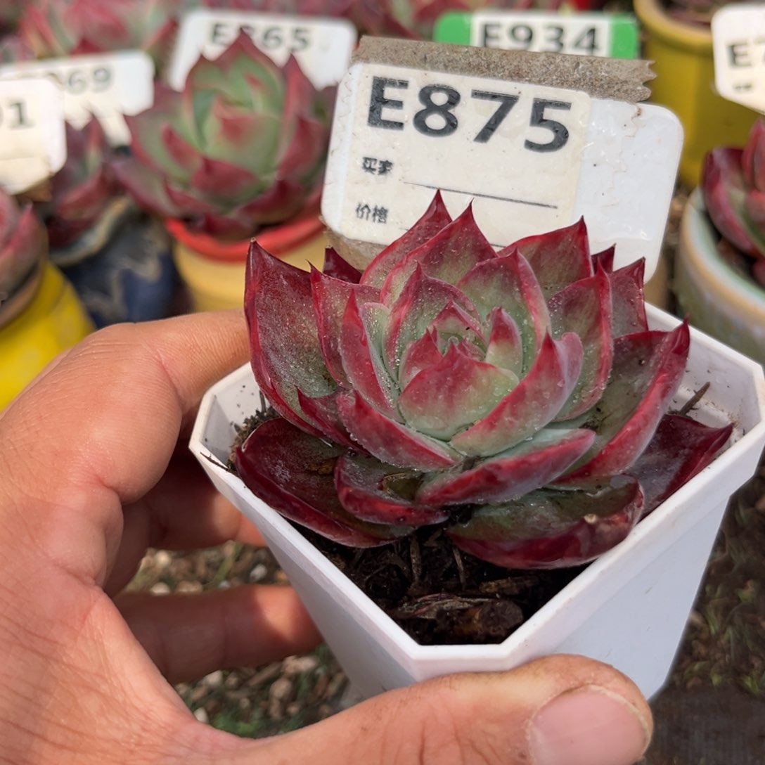 惊鸿一瞥875号多肉