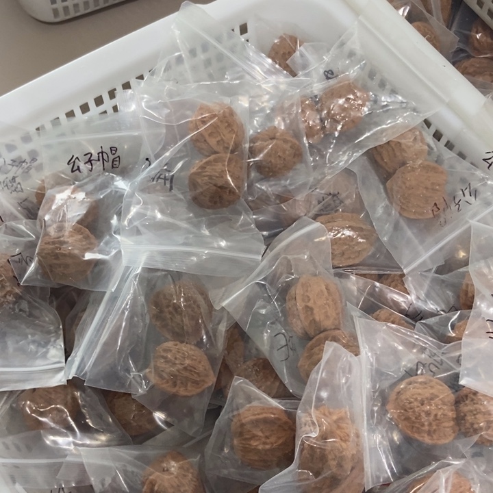 吊坠文玩核桃崔凯