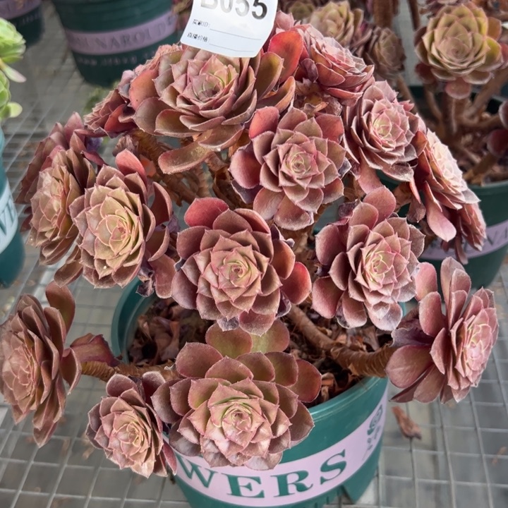055桃花石30厘米左右