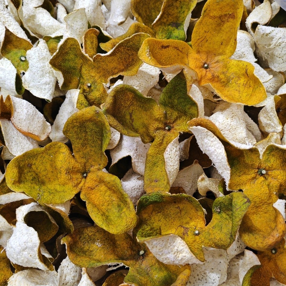 【2025年新会梅江二红】老树整皮新会陈皮花果香清甜回甘自然生晒