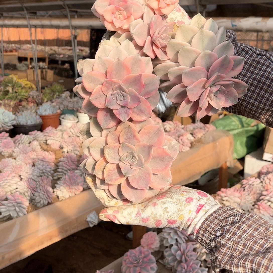 哓*多肉植物紫乐景A23