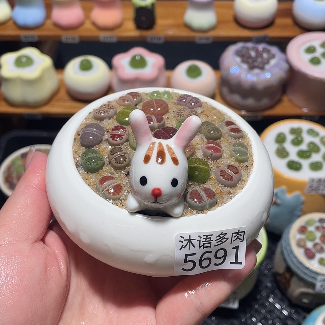 带盆土植物 一物一拍5691