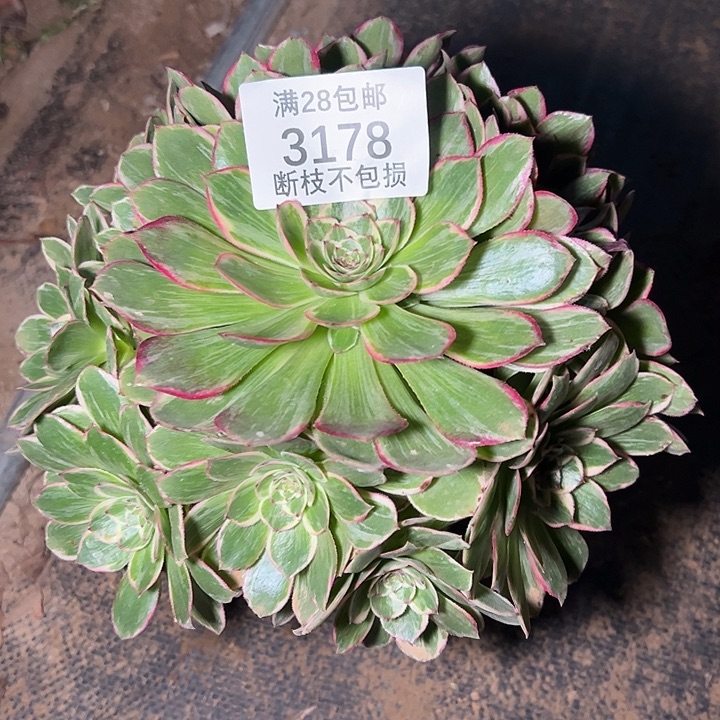 3178莲花座多肉植物