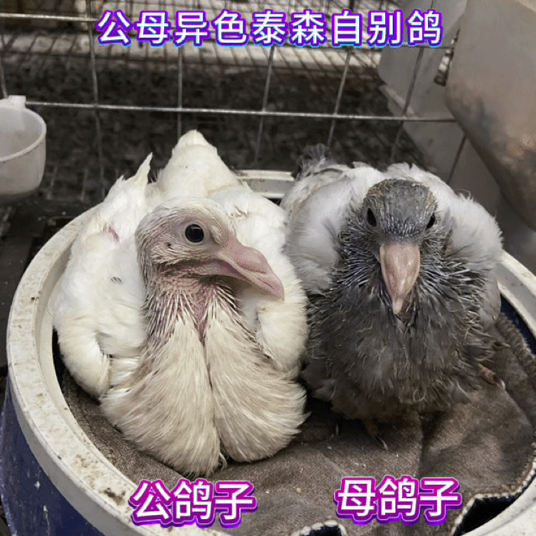 飞宝源15天自别鸽手养喂着玩宠物小鸽子京东顺丰收到当天死亡包赔