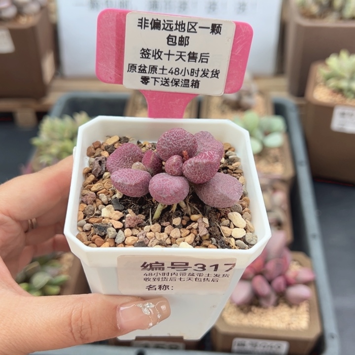 317夏娃多肉植物