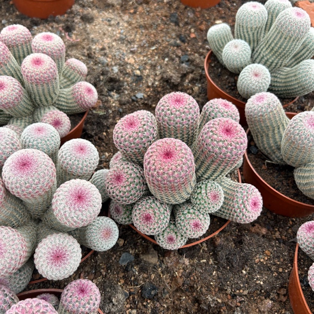 16-19头红太阳 仙人球夏型种绿植盆栽桌面阳台办公室摆件