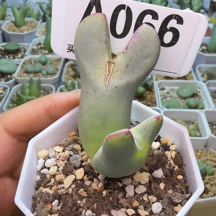 066。满38包邮肉锥