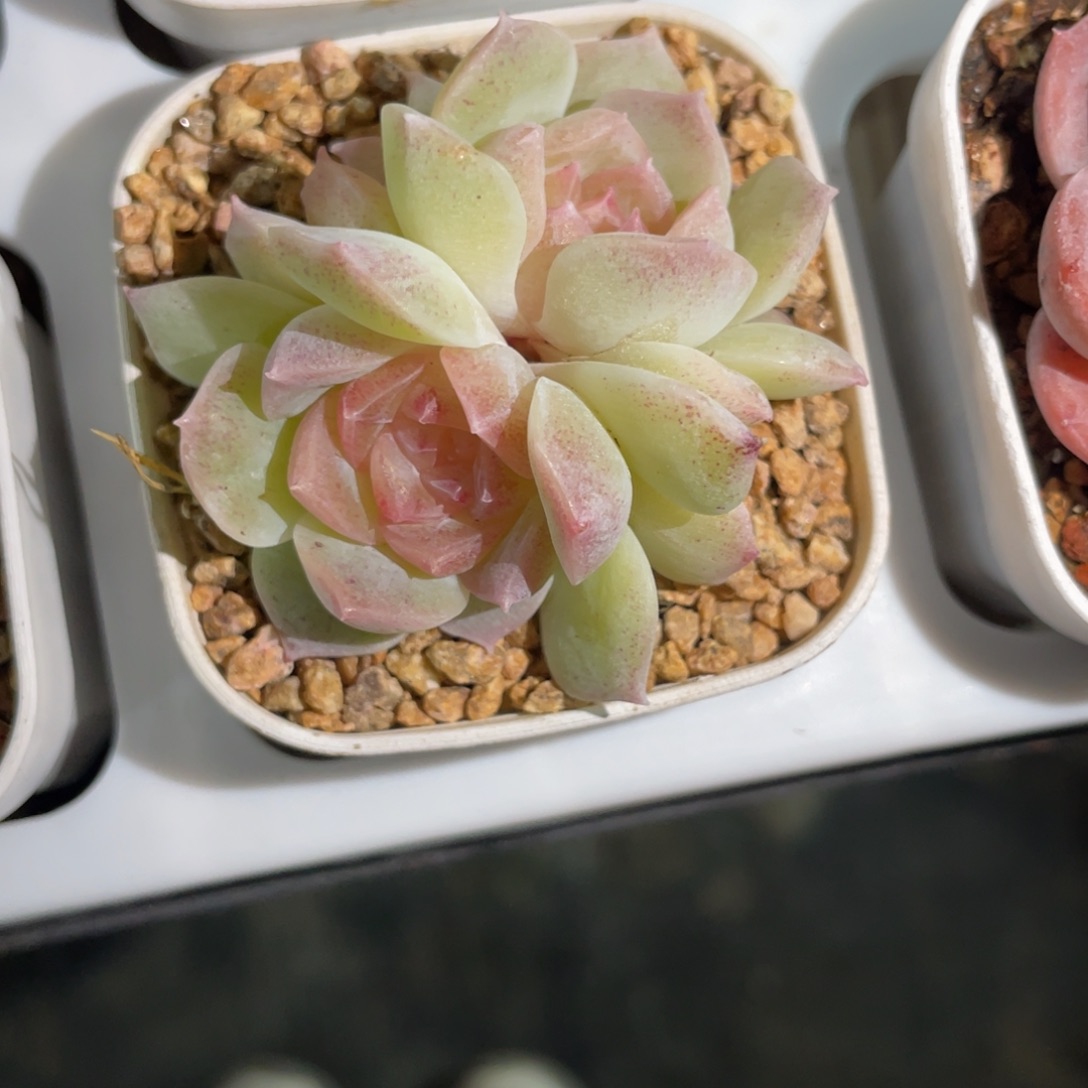 优选梦幻泡影1313