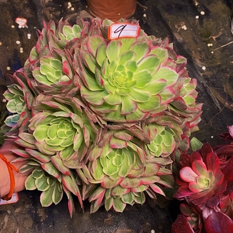 万灯彩老桩捧花9链接冠服30