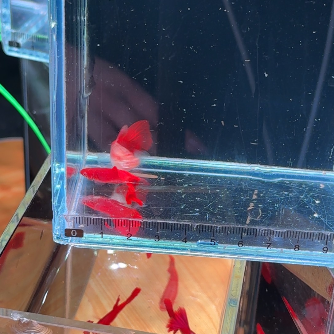 孔雀鱼血红缎带大c1对