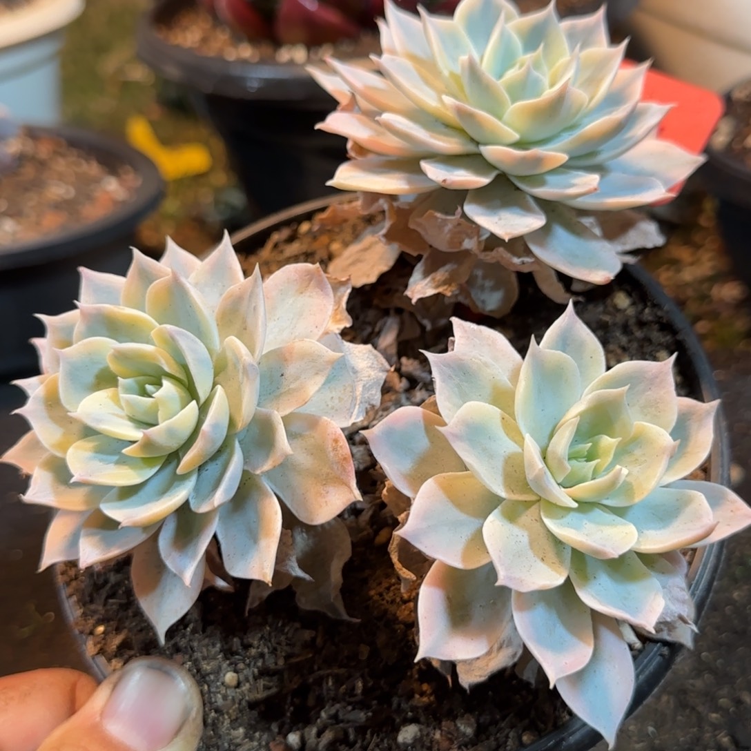 皮试锦一物一拍包装收缩花旱