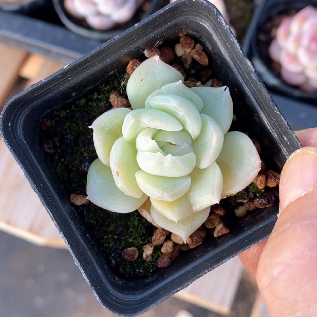 精品多肉一物一拍不包整4