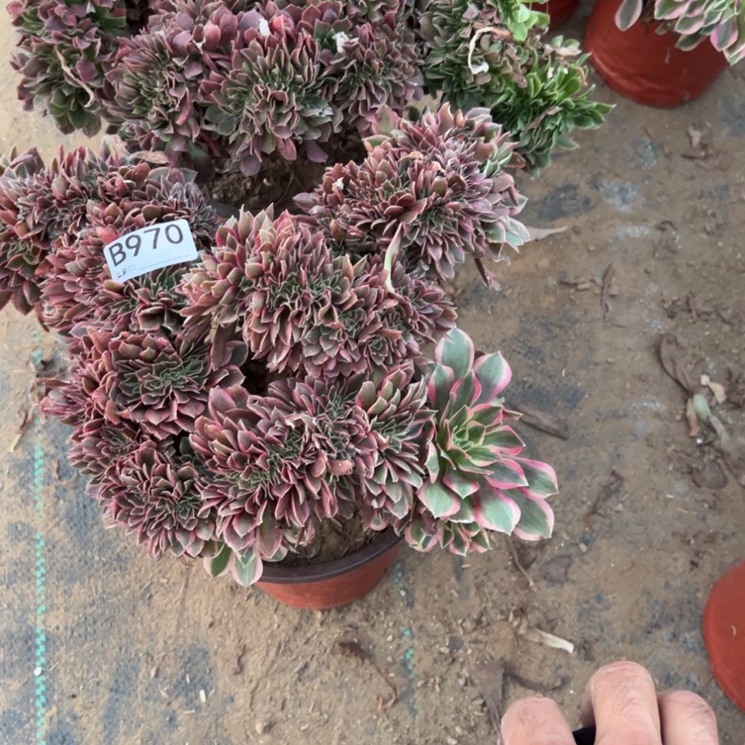 970两颗组合多肉植物