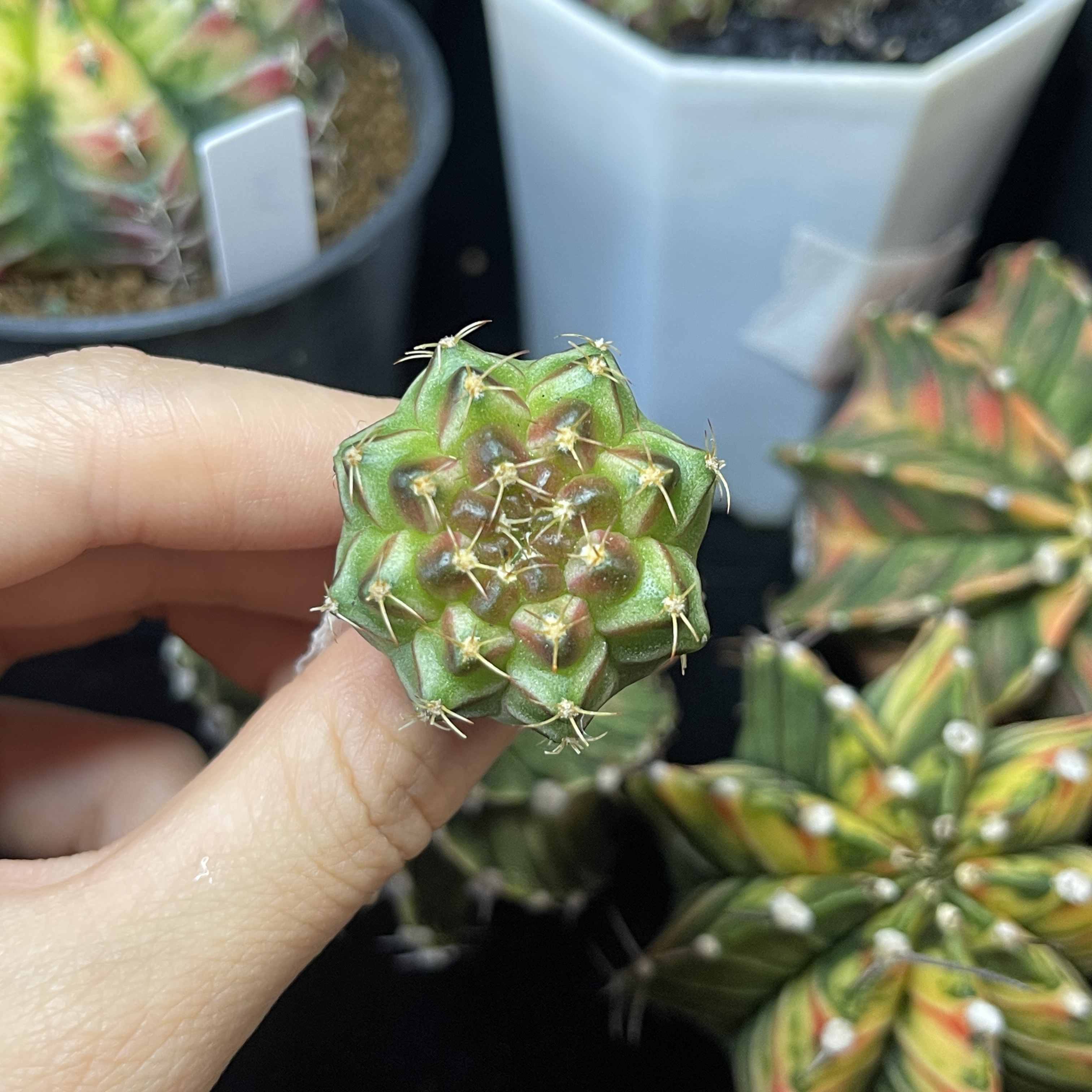 Neon 轮回 福利一物一拍 脱土发货