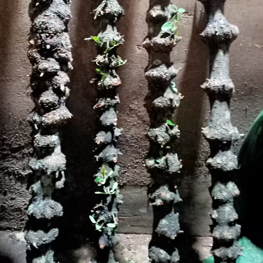 南对节毛料半成品可做登山杖拐棍