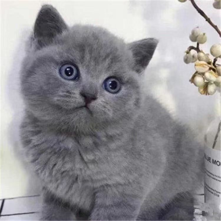 宠物专属相册拍前联系客服