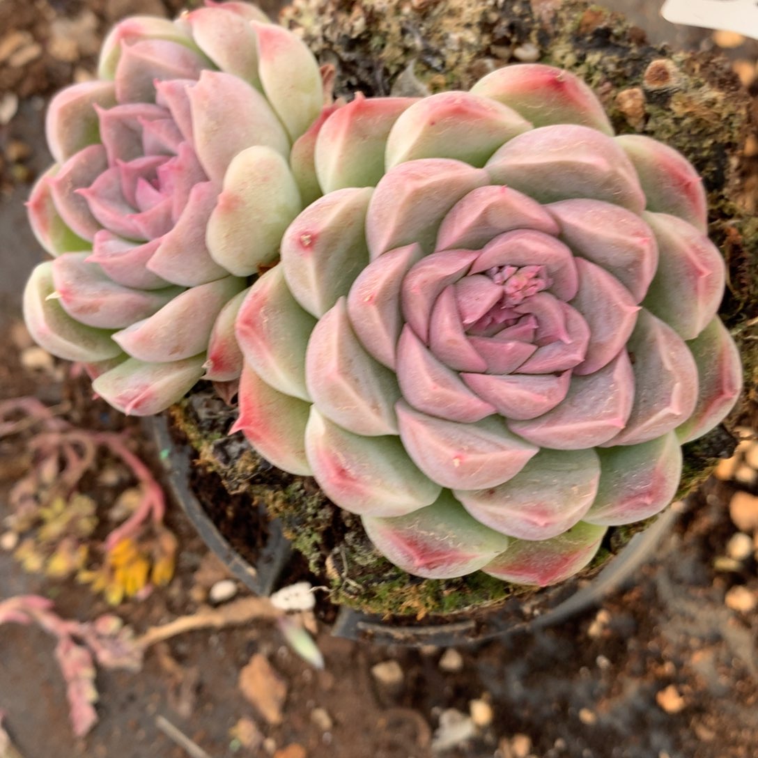 8280杂交多肉老桩