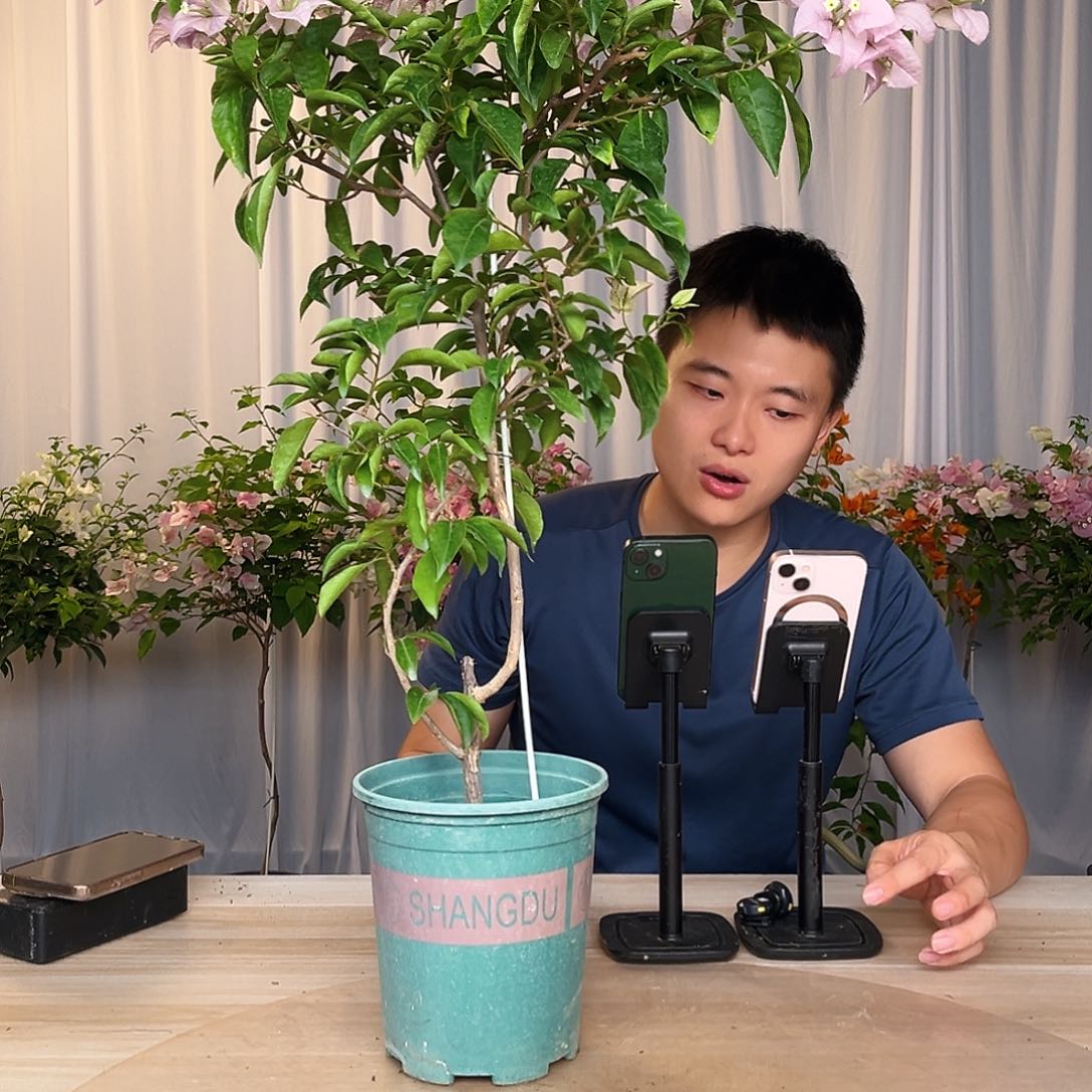 大部分花苞少量开放塞佛里带竹一颗