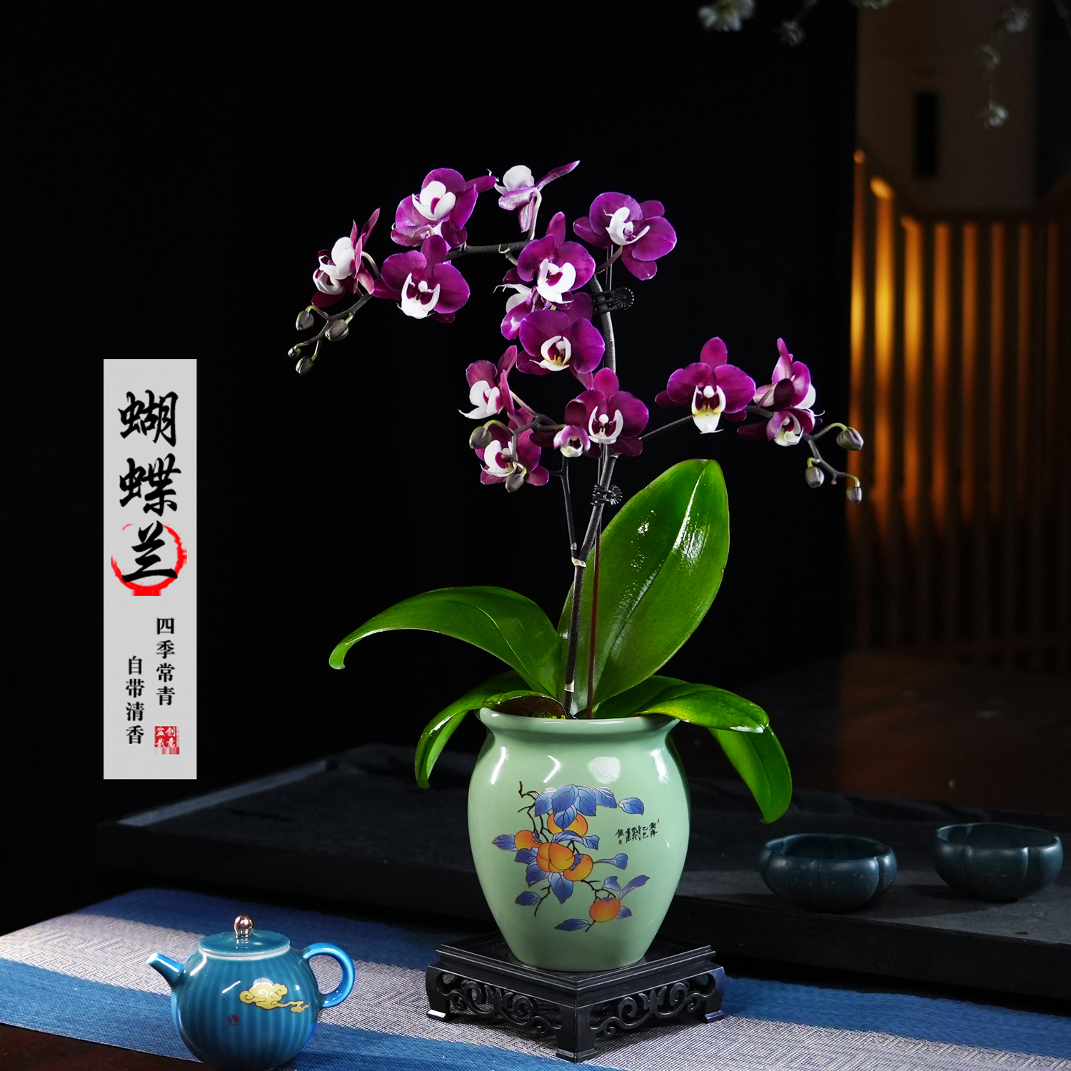 团圆蝴蝶兰盆栽四季常青花卉茶桌面净化空气花办公室绿植