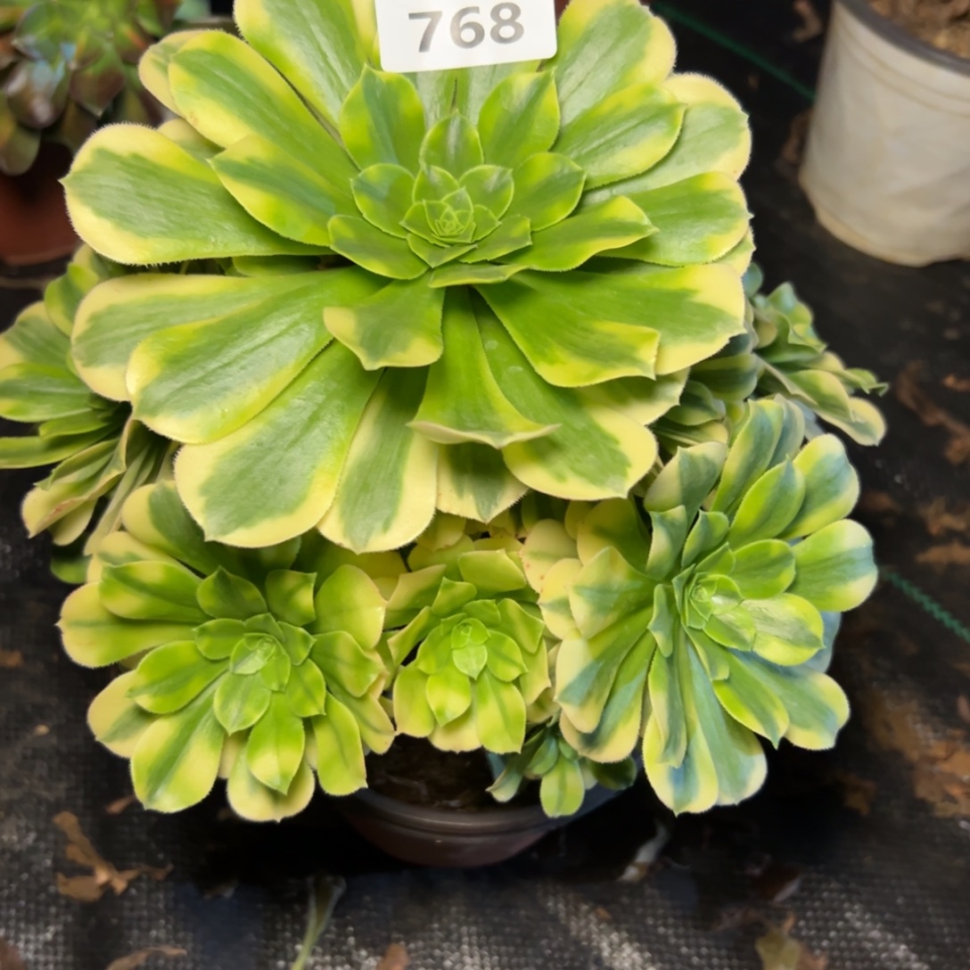 768金丝翡翠，满20包邮嘟叮熊