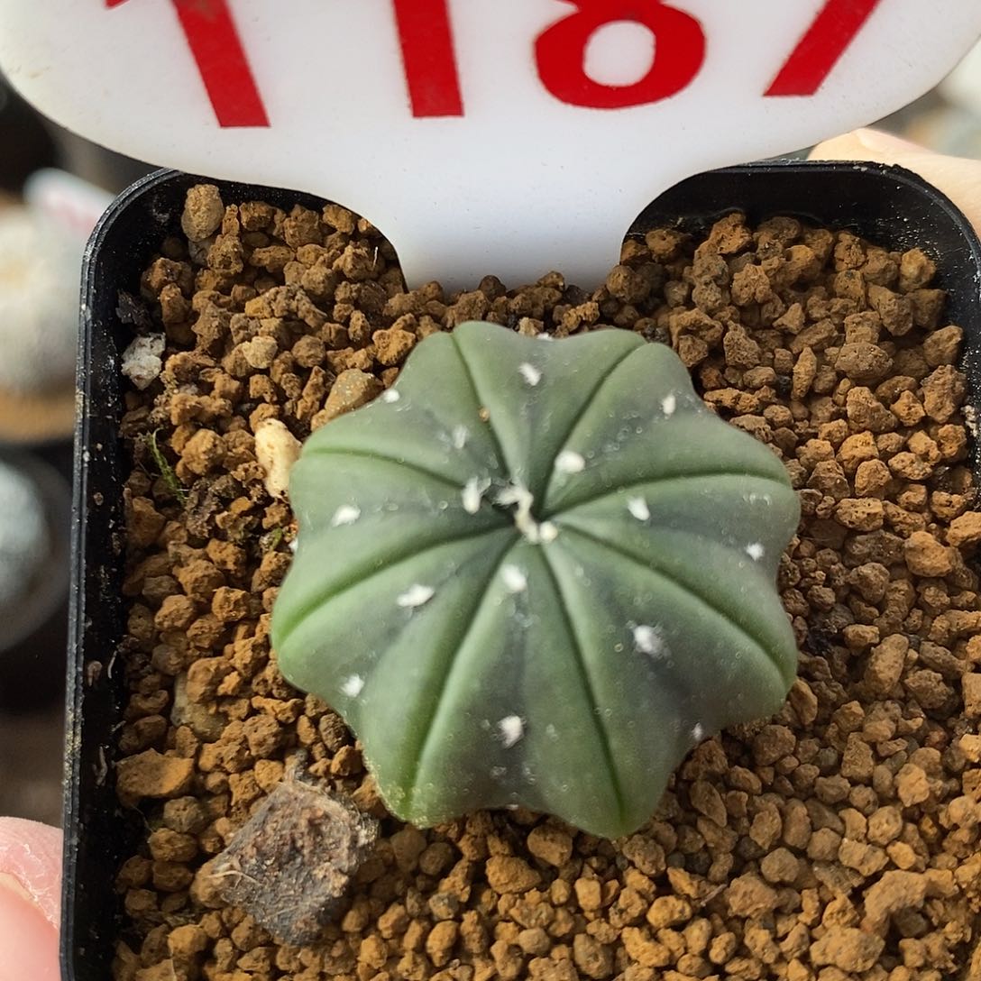 1187琉璃海星兜福利来