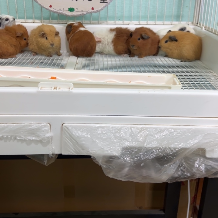 灰白美泰妹妹450可爱