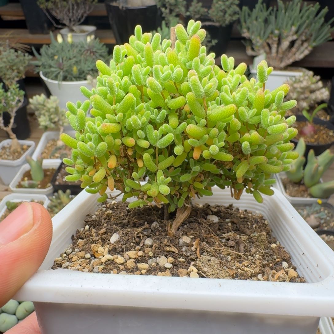 蜜橘糖球多肉。        