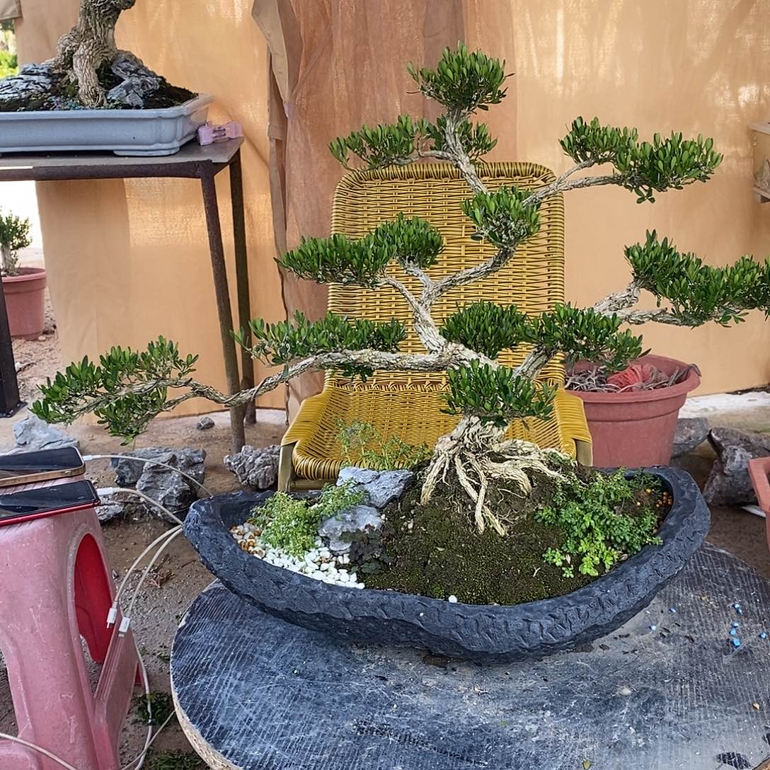 当前无花朵，栽培后可花朵