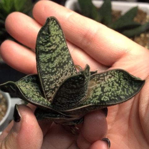 赤不动转牛少根哈哈哈哈哈