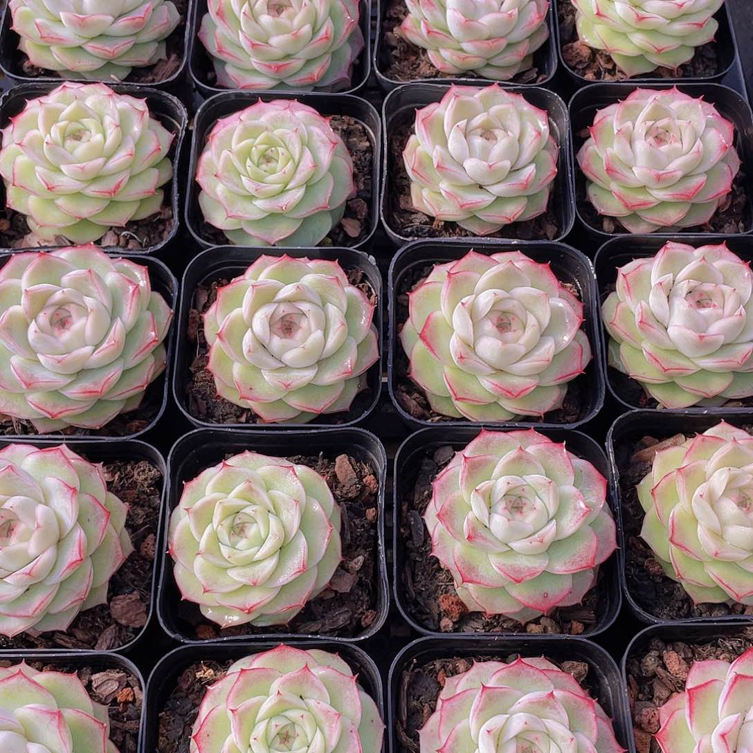 量拍139号 蔷薇花麦秆单头一个