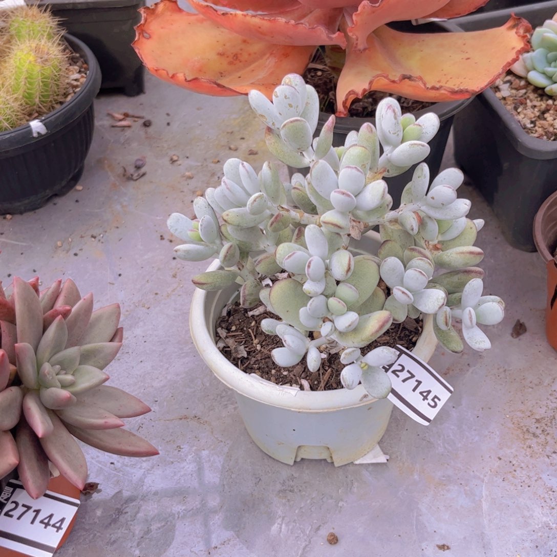 乒乓福娘多肉植物27145