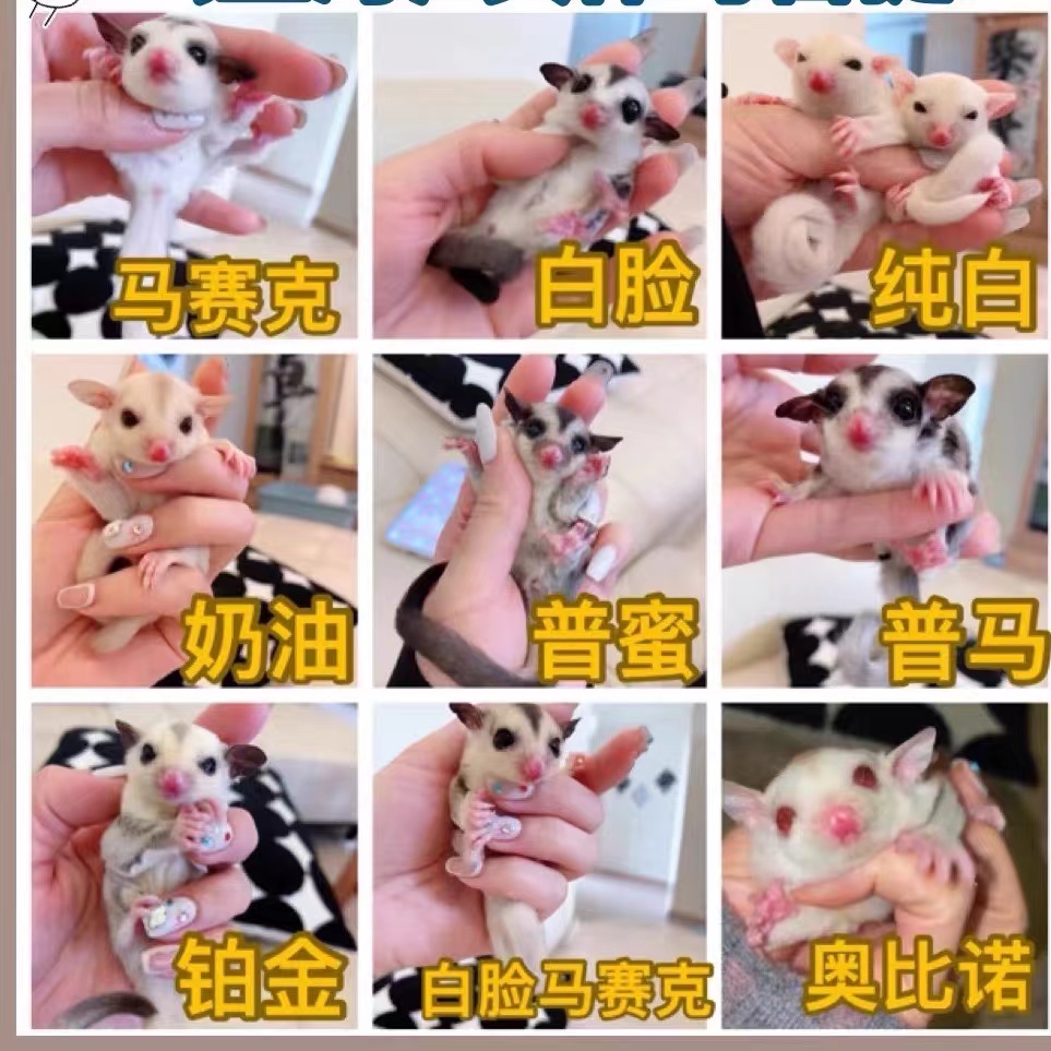 蜜袋鼯活体连接 活宠幼崽 活体宠物抖音网红萌宠 玩家蜜宠物