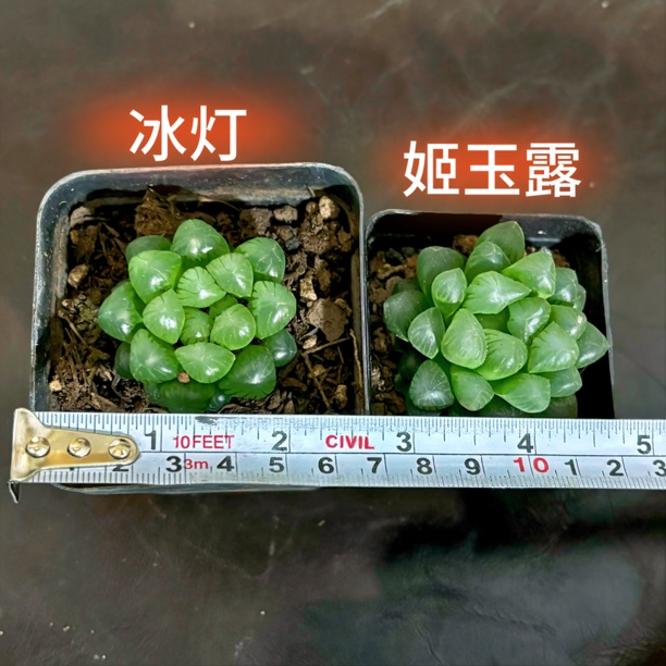 玉露多肉｜新疆包邮