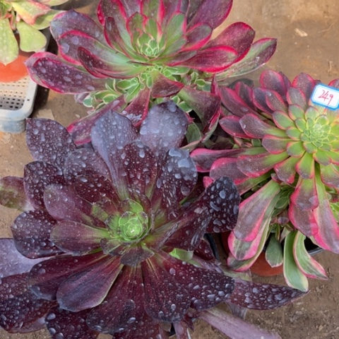 249多肉植物组合