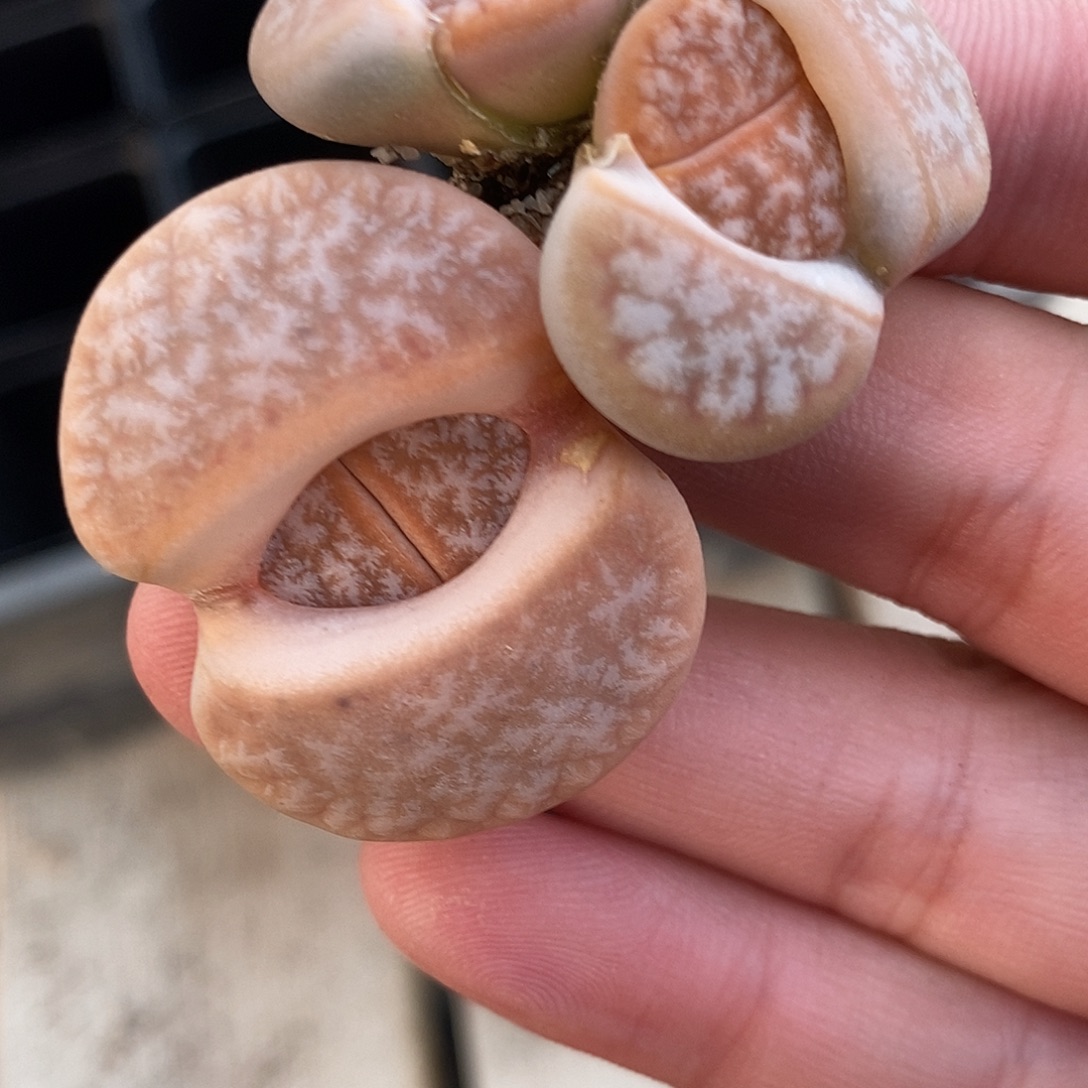 2162两颗母本拿铁。    