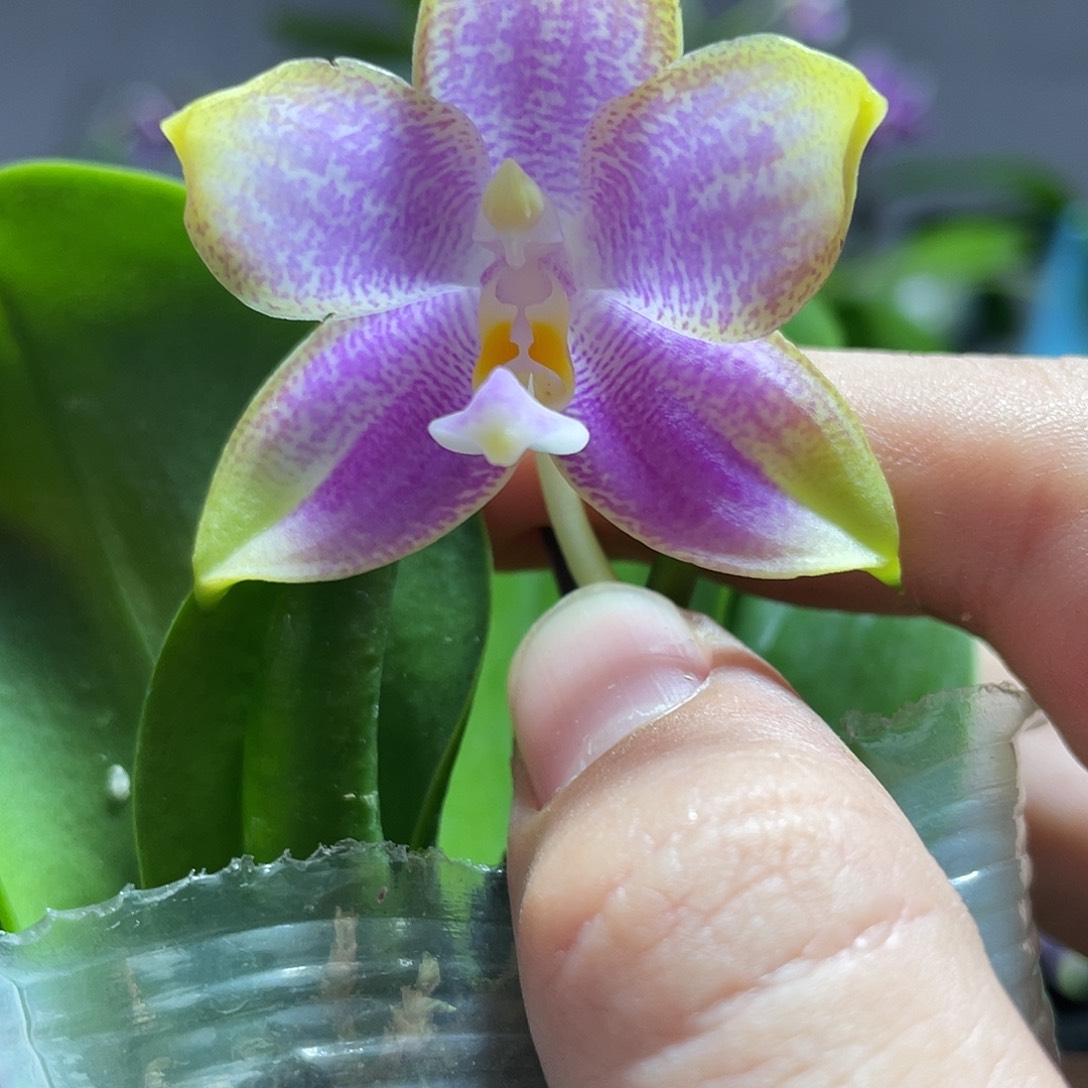 完全开放10叶瑕花期不保