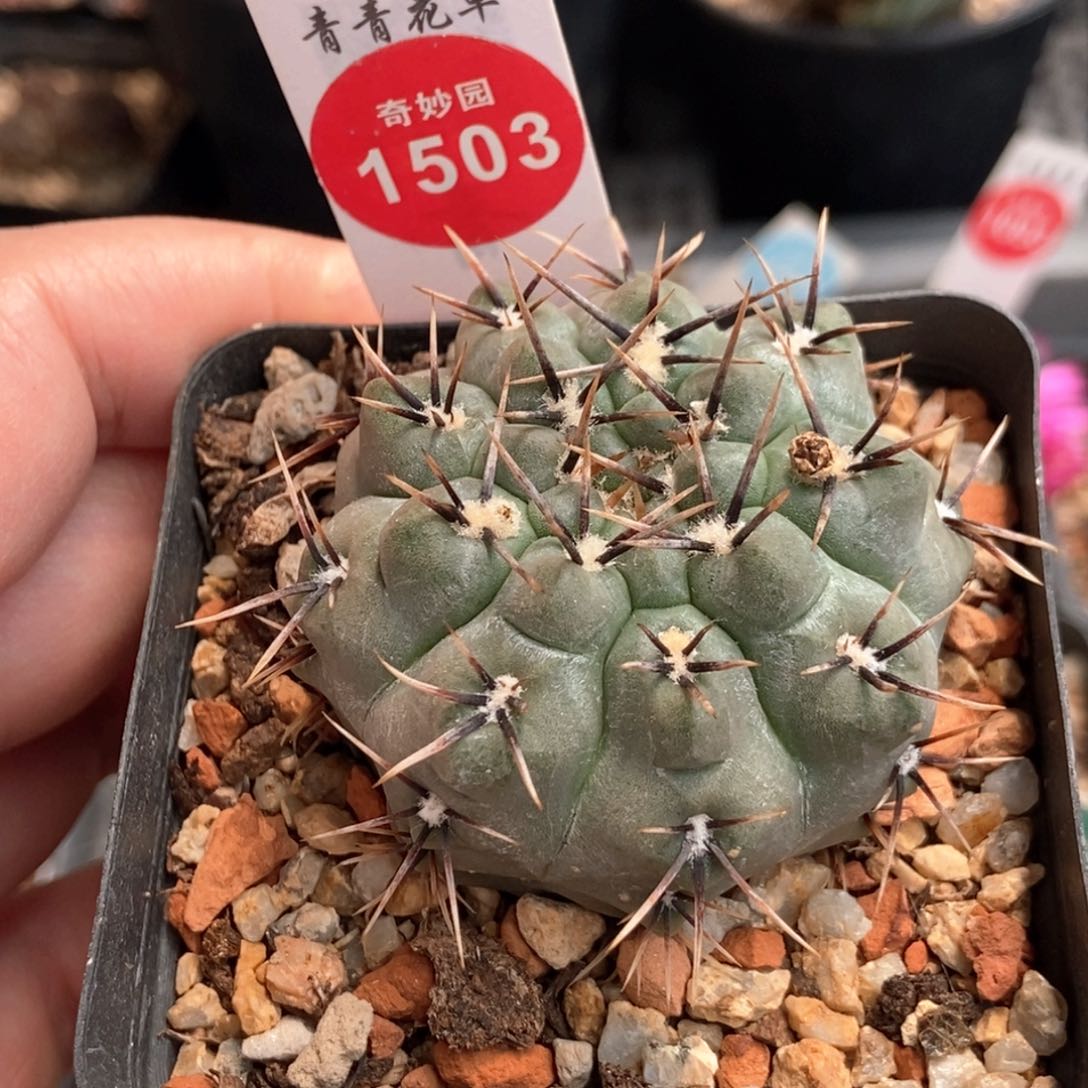 实生强刺九纹龙4.8cm