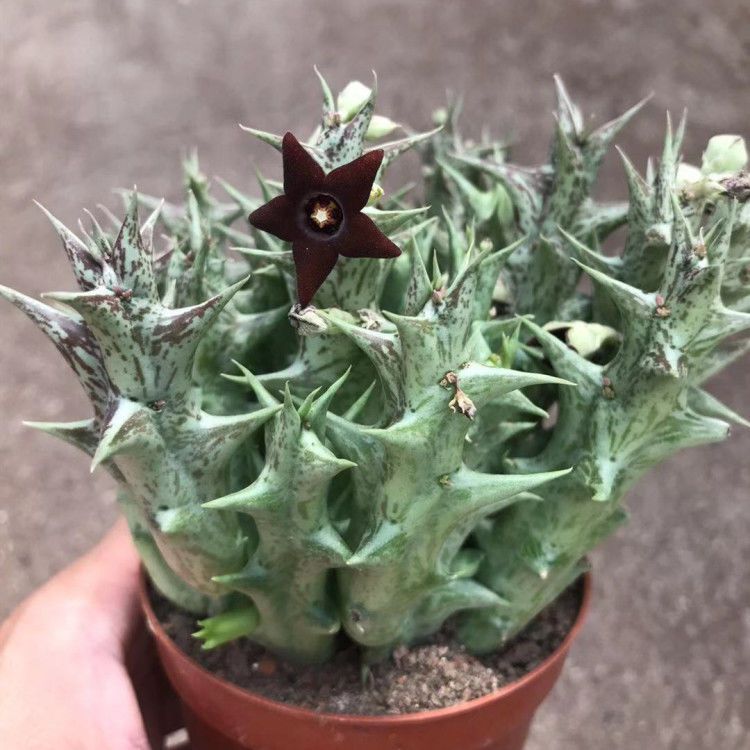 萝藦科紫龙角多肉植物（满15.8包邮）