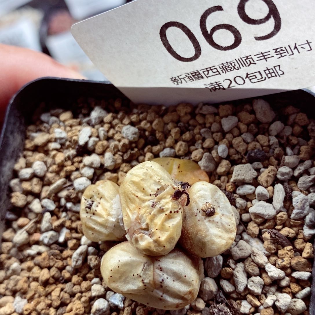 我是一只小小鸟地域鬼069