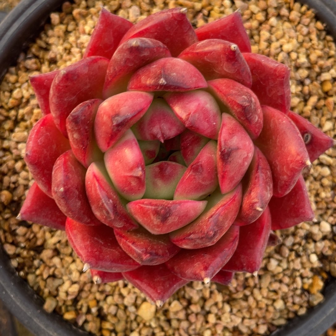 多肉植物菩萨大单头968