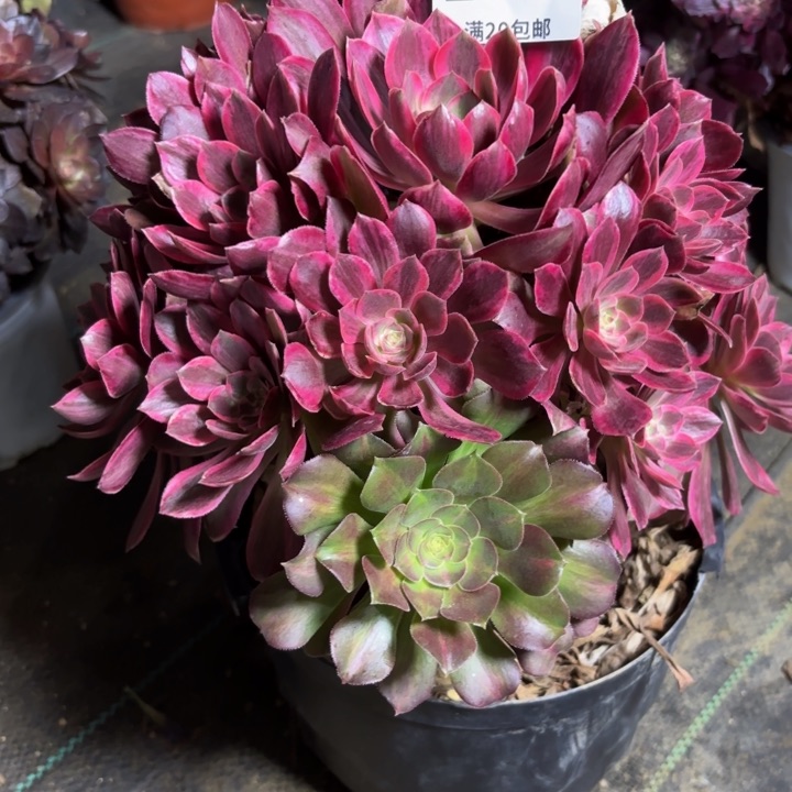 瑞妈多肉园艺071