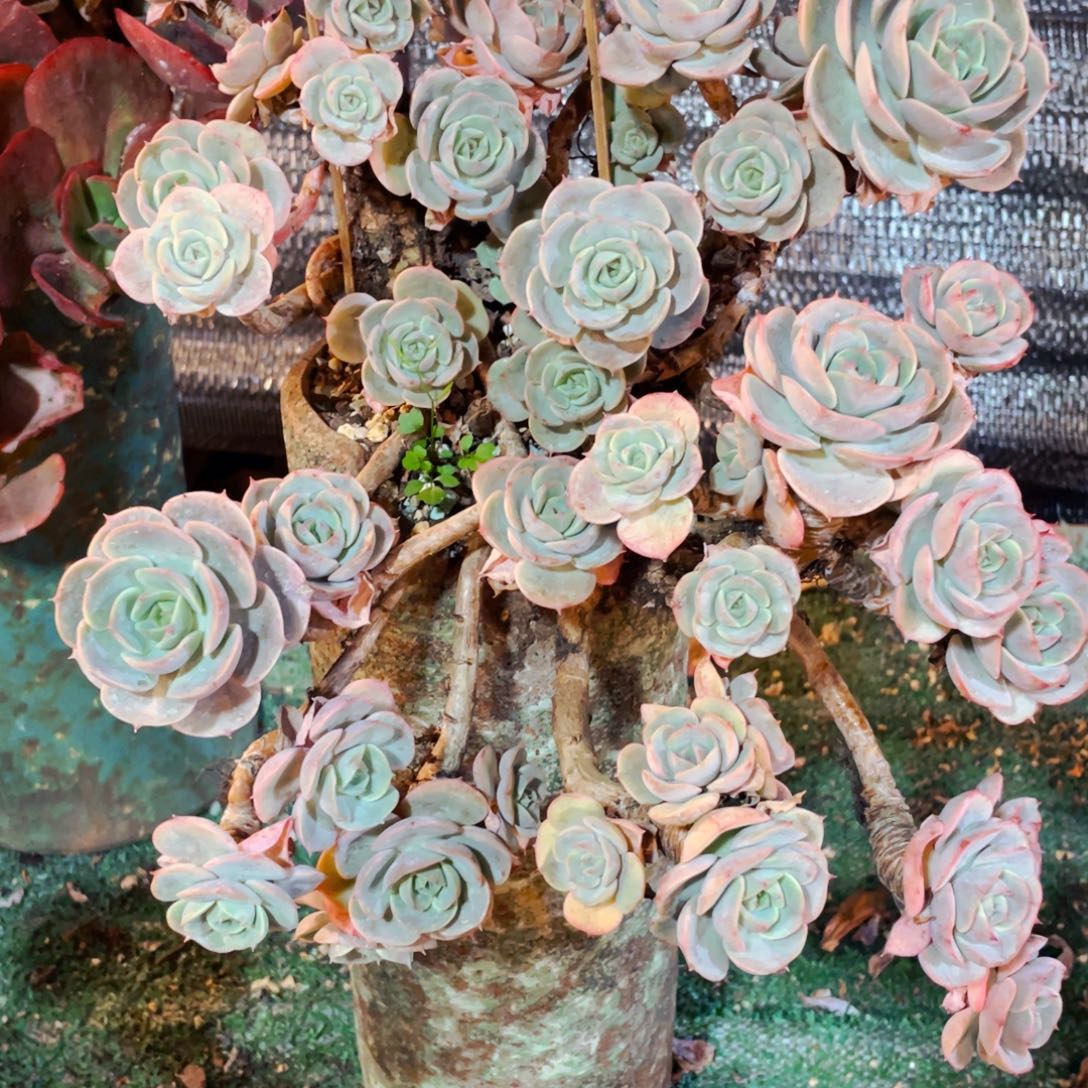 :***见蓝色苍鹭整桩快递包邮