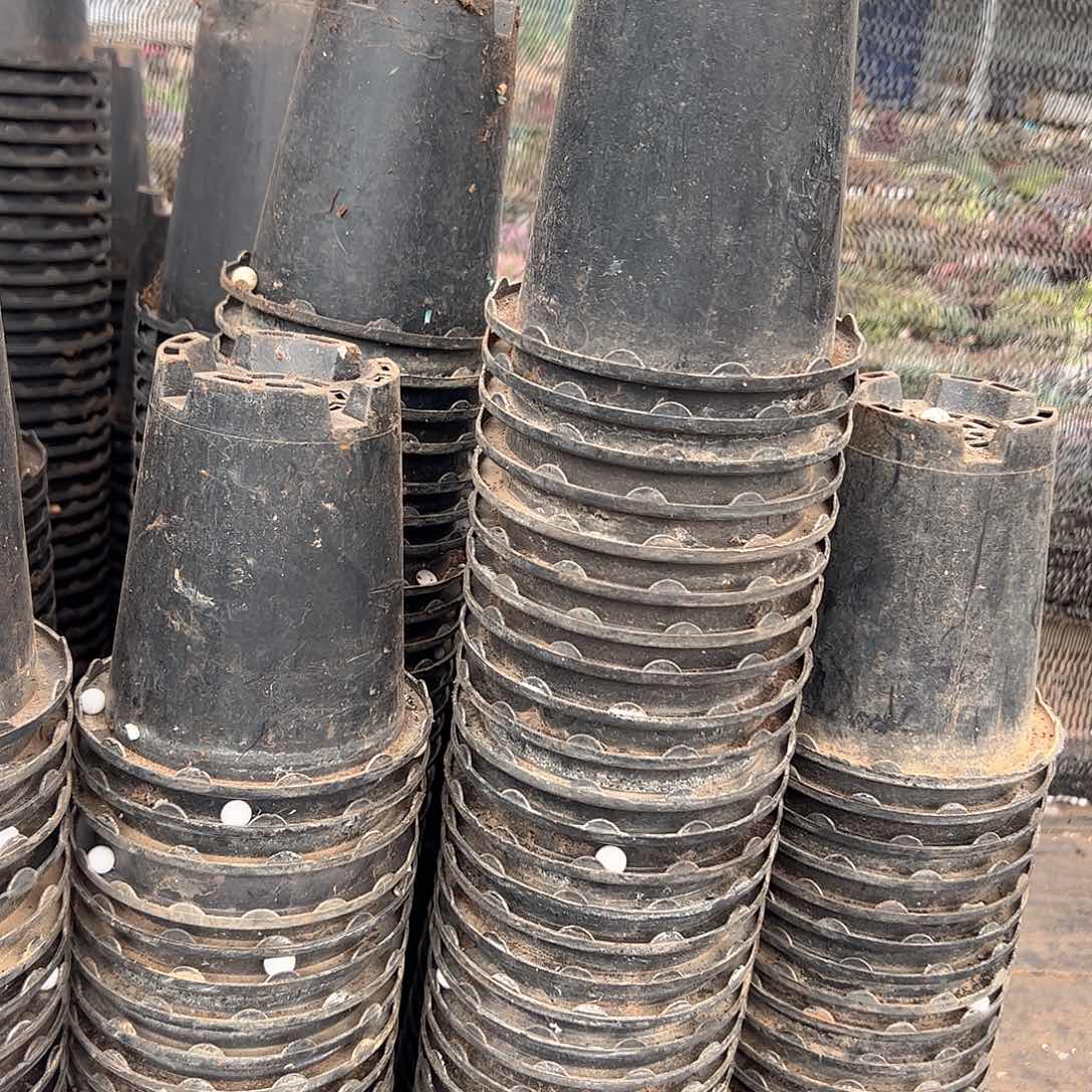 花边兰花万象盆12口径13高 30个