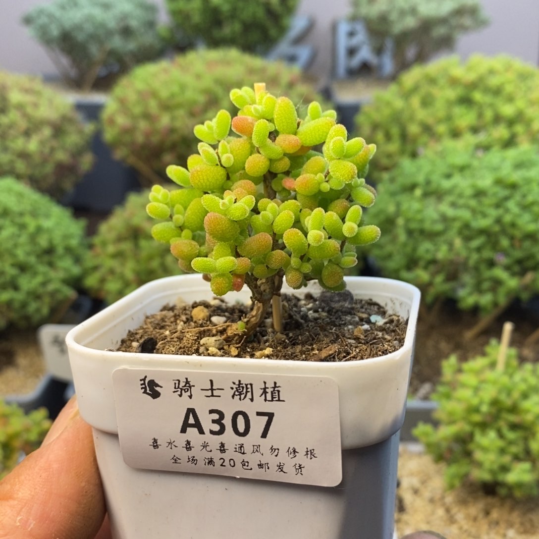 307金桔糖球枝干