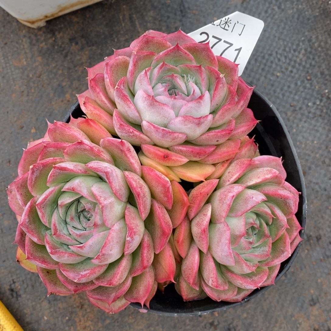 乔*板杂交精品多肉2771